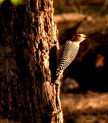 312countygoldenfrontedwoodpecker.JPG