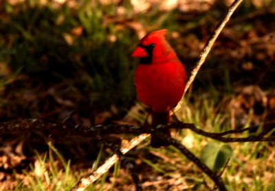 312countycardinal'.JPG