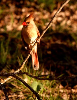 312countyccccardinal'.JPG