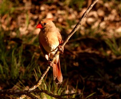 312county222222222cardinal.JPG