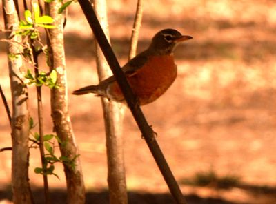 312countyrobin.JPG