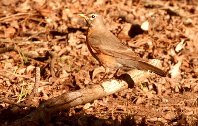 312county3333333robin.JPG