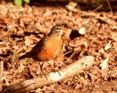312county4444444444robin.JPG