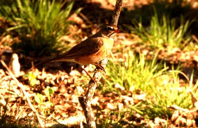 312county555555555robin.JPG