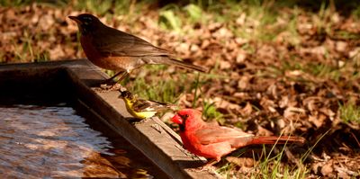 312countybirds.JPG