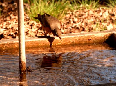 312county22222222robins.JPG