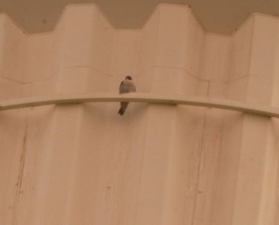 313countyperegrine.JPG