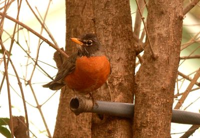 315county.robin3333333333.JPG