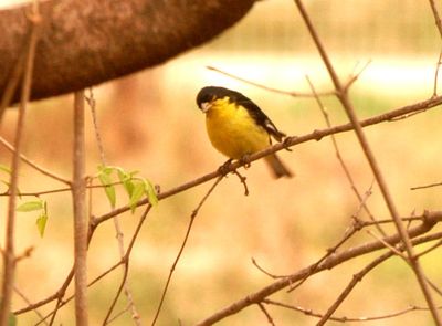 315county.Jlessergoldfinch.JPG