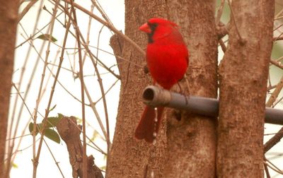 317county.cardinal.JPG