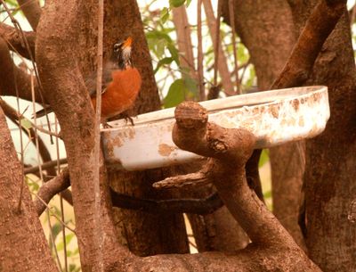 317county.robin.JPG