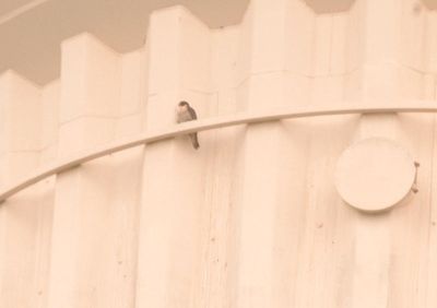 319countyperegrine.JPG