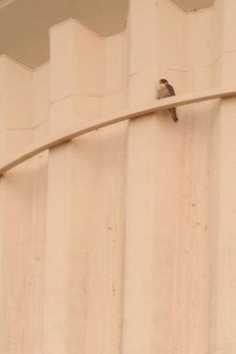 319countperegrine222222222.JPG