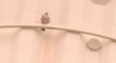 321countyperegrine2222222222.JPG