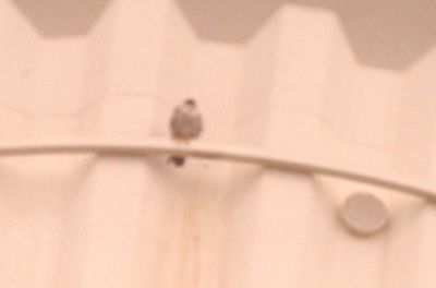 321county222222222222peregrine.JPG