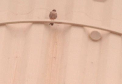 321countypppperegrinefalcon.JPG