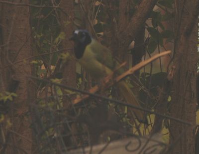 323Countygreenjay.JPG