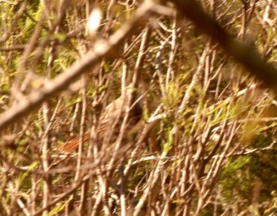325Countyaashthroated.JPG