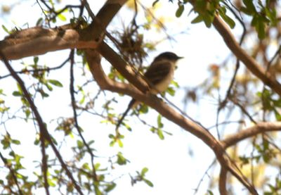 325Countyeasternphoebe.JPG