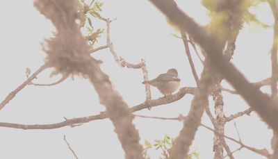 325county.nealsstorenorthernparula.JPG