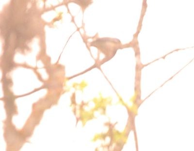 325county.11111northernparula.JPG