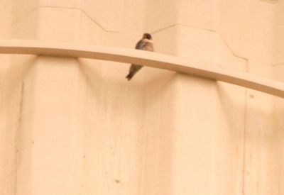 328Countyperegrine.JPG
