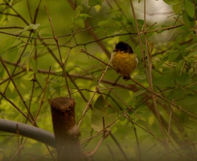 329countylessergoldfinch.JPG