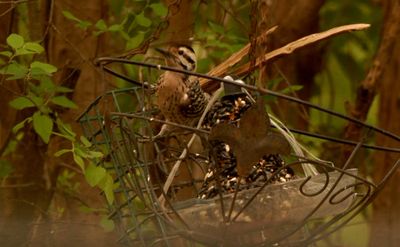 329countyladderbackedwoodpecker.JPG