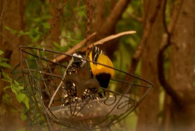 329countyaudubonoriole.JPG