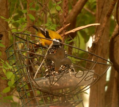 329countyauduboneoriole.JPG