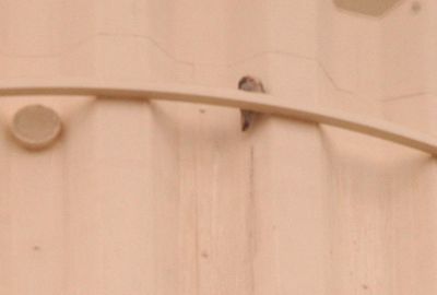 330county.peregrine.JPG
