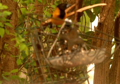 330countyaaudubon's.JPG