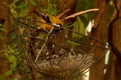 330county.audubonssssssssssss.JPG