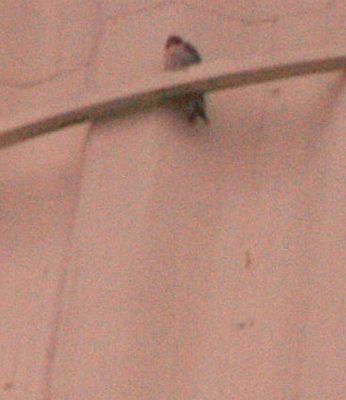 330countyperegrineeeeeeeeeee.JPG