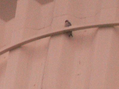 330countyperegrine2222222222.JPG