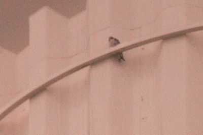 330countyperegrine88888888888.JPG