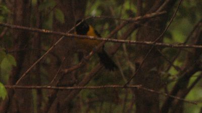 330countyaudubon's4444444444.JPG