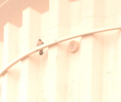 330countyperegrine11111.JPG