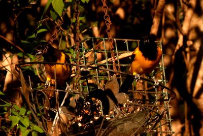 331county.audubonpair.JPG