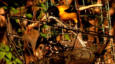 331county.audubonessssssssssss234.JPG