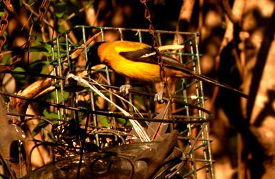 331county.222audubonssssss22.JPG