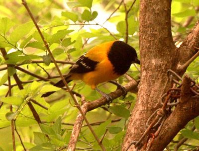 41county.22222222audubon's.JPG
