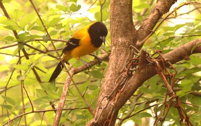 41county.333333333audubon's.JPG