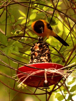 41county.44444444audubon'sssssssss.JPG