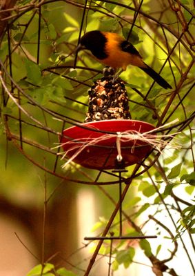 41county.555555555audubon's.JPG