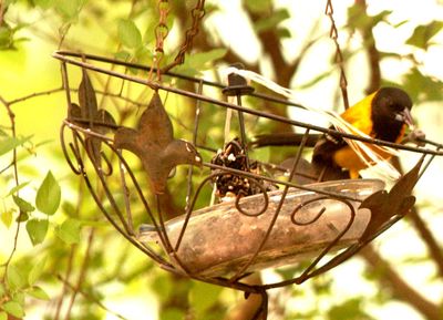 41county.1111111audubon's.JPG