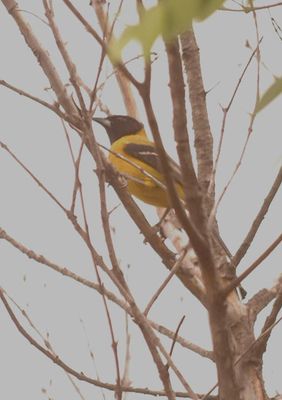 41county.333345audubon's.JPG