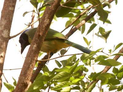 46county2222222greenjay.JPG