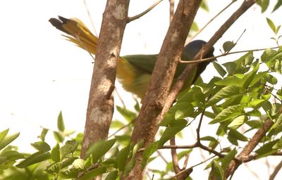 46county44444444greenjay.JPG