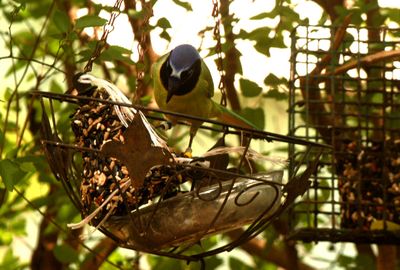 46county234greenjay.JPG